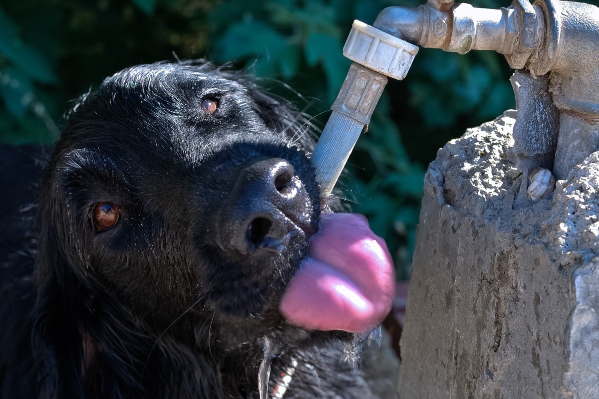 Wie kommen Hunde stressfrei durch die Sommerhitze?