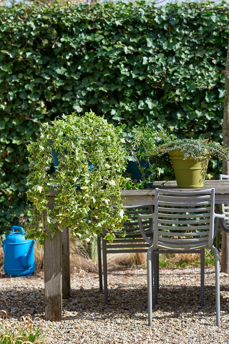 Der Frühling liegt in der Luft / Auf los geht&#039;s los: Farbenfroher Start in die Gartensaison