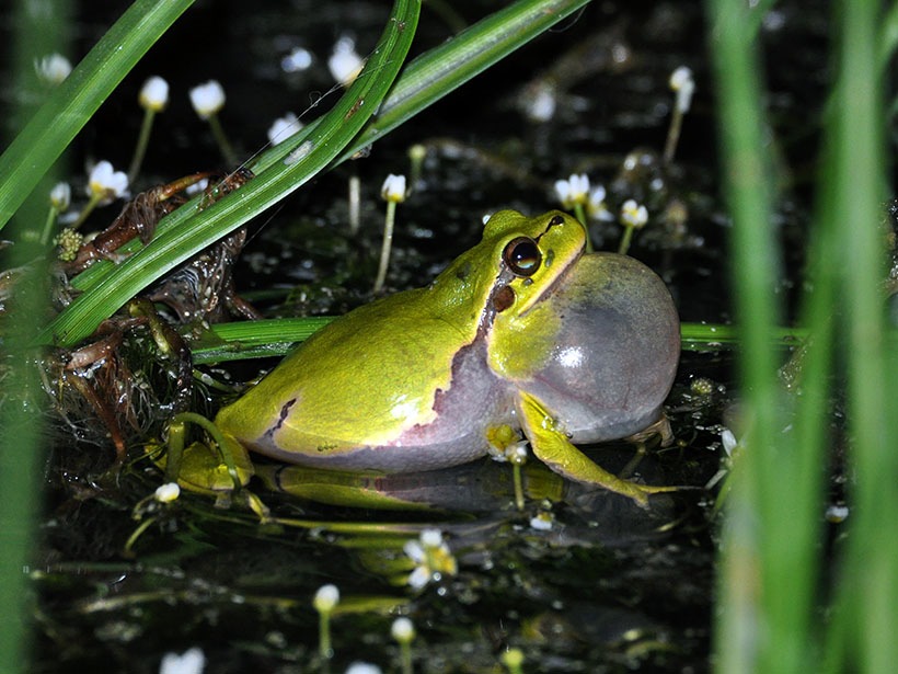 PM Rettungsprojekt „50 Tümpel für den Laubfrosch“ startet mit Bau von 13 Laichgewässern im Landkreis Ravensburg