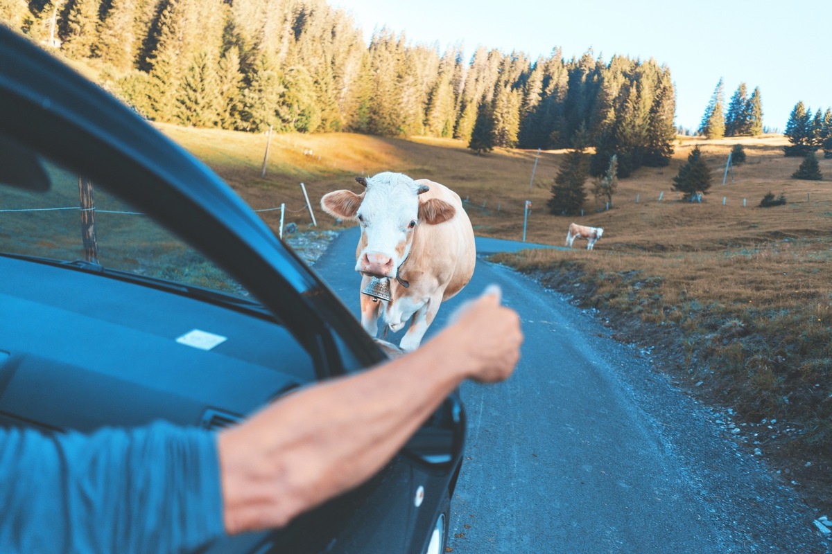 Ankauf von Autos in der Schweiz für den Export