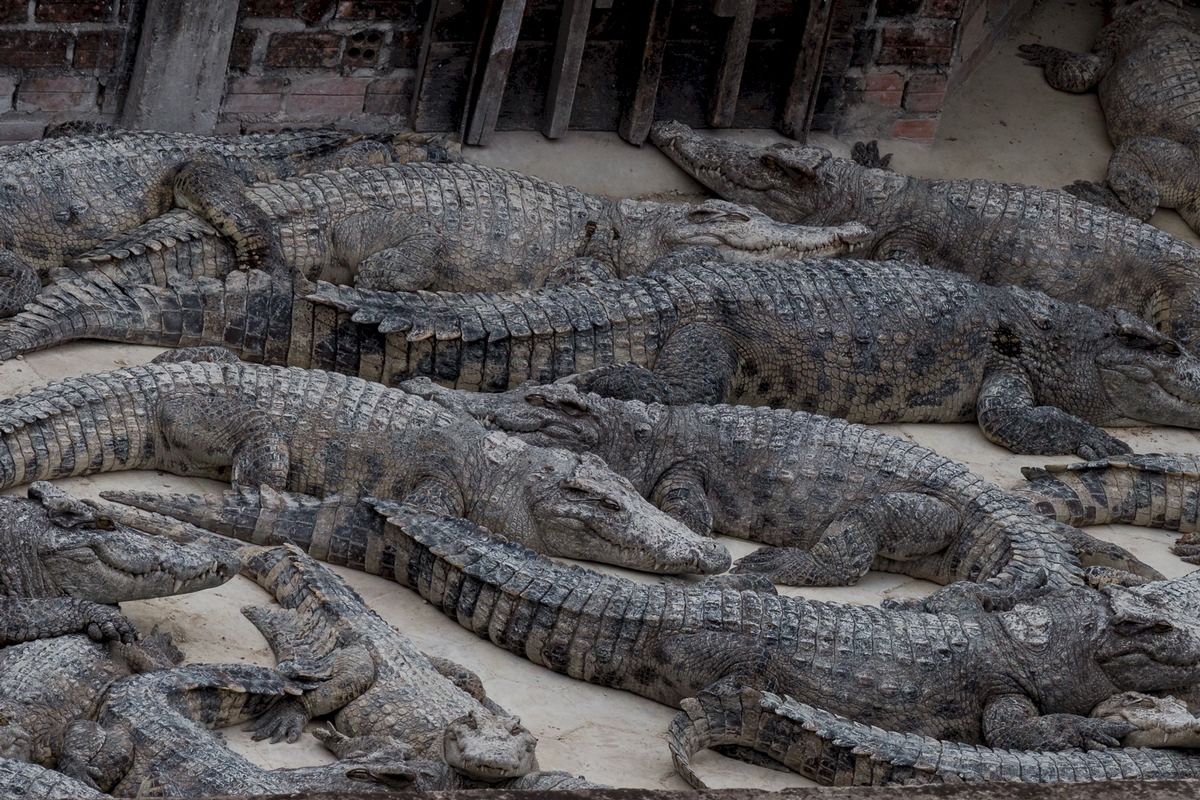 Nationalrat befürwortet Deklarationspflicht für Reptilienleder / Ein Schritt in die richtige Richtung