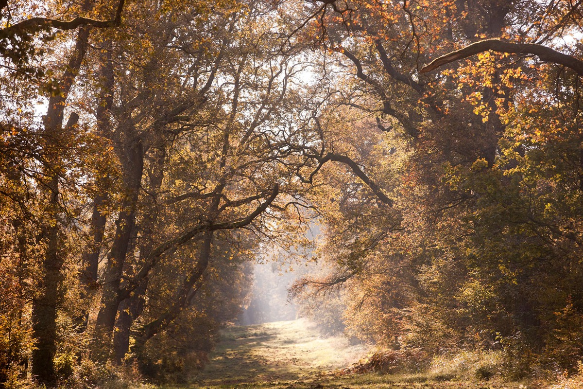 BLOGPOST: Letzte Ruhe mitten im Wald