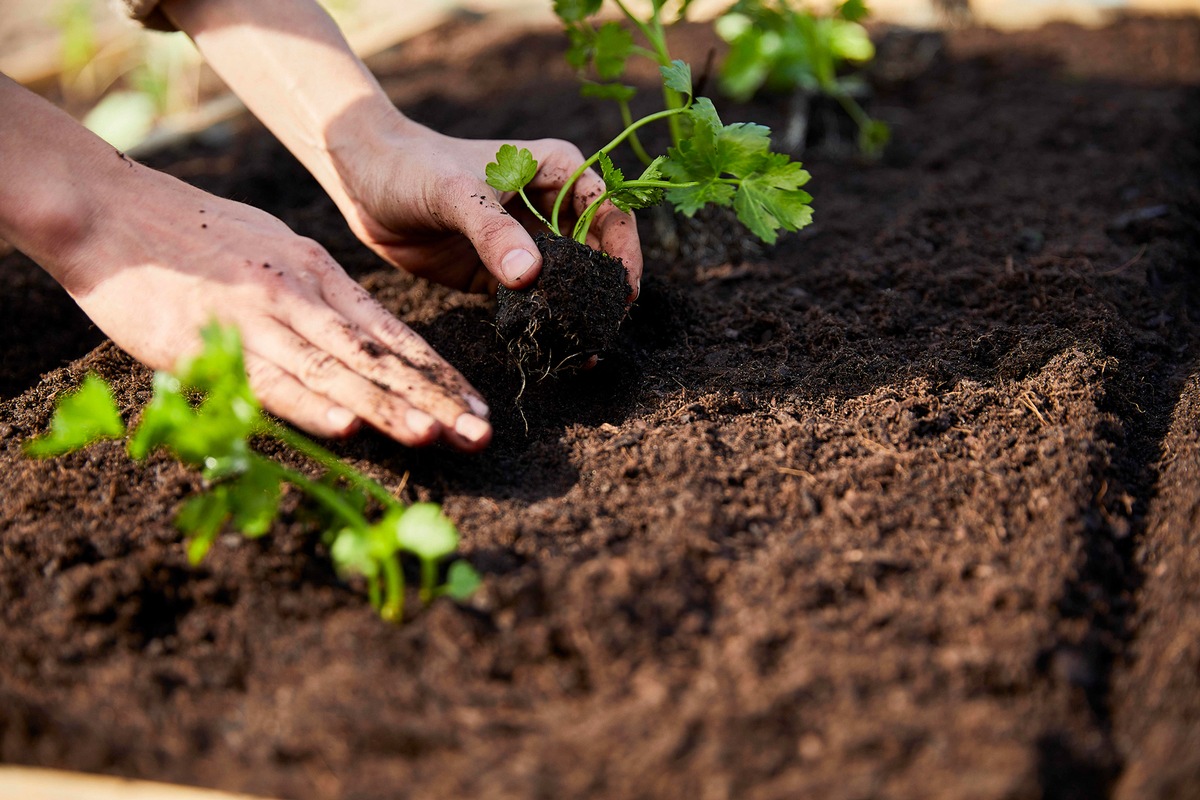 Thymian, Schnittlauch &amp; Co.: Tipps für den perfekten Kräutergarten