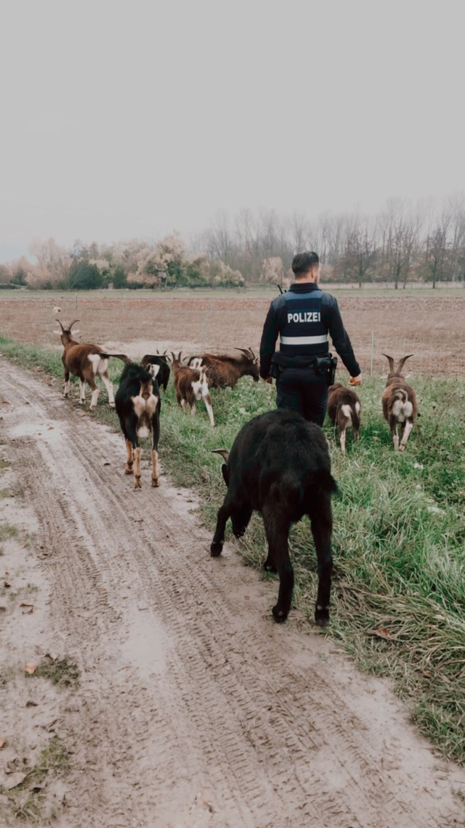 POL-PDNW: Tierischer Einsatz