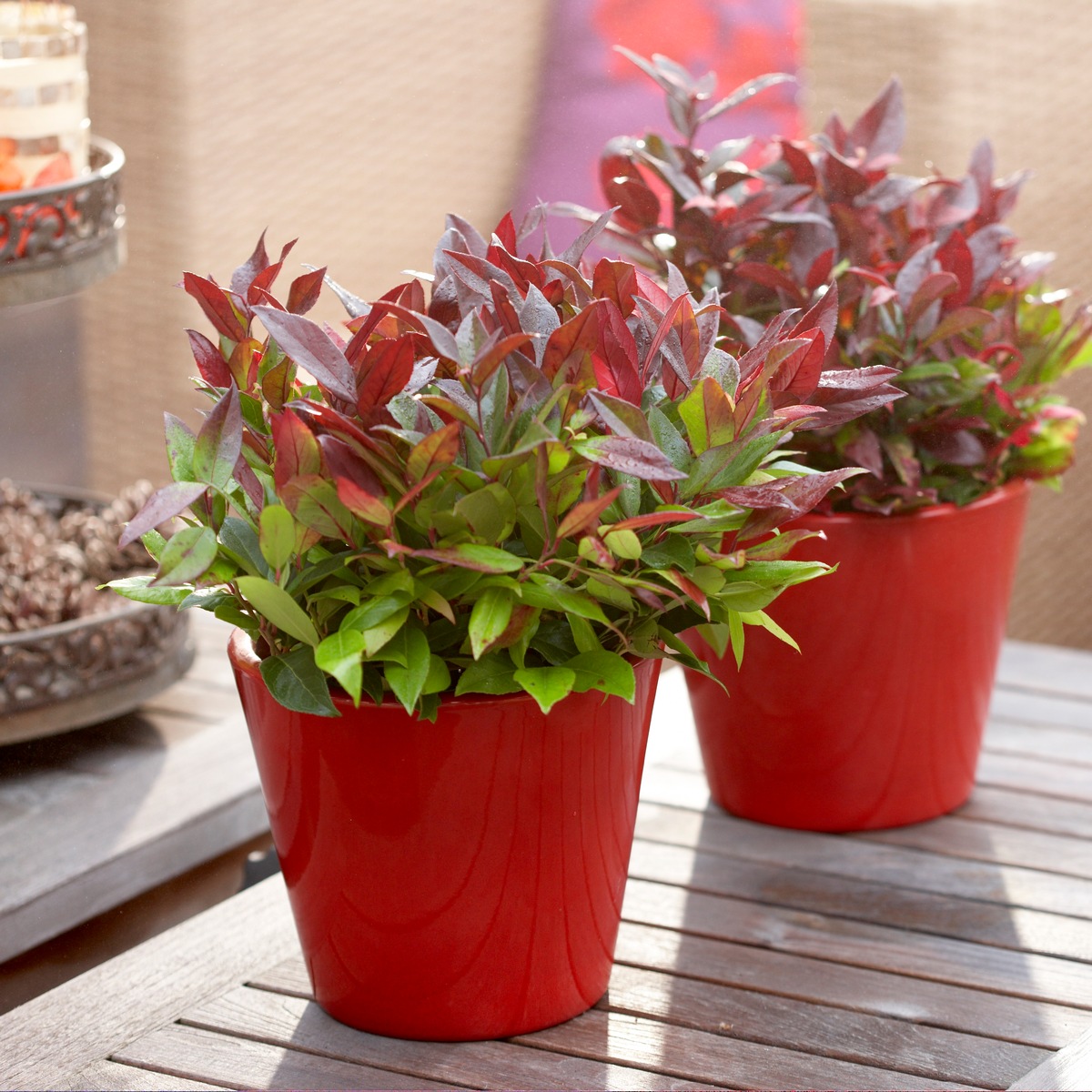 Herbstliche Gartenfreude mit Traubenheide, Skimmia und Co. / Indian Summer: So erblüht der Herbst im Garten (FOTO)