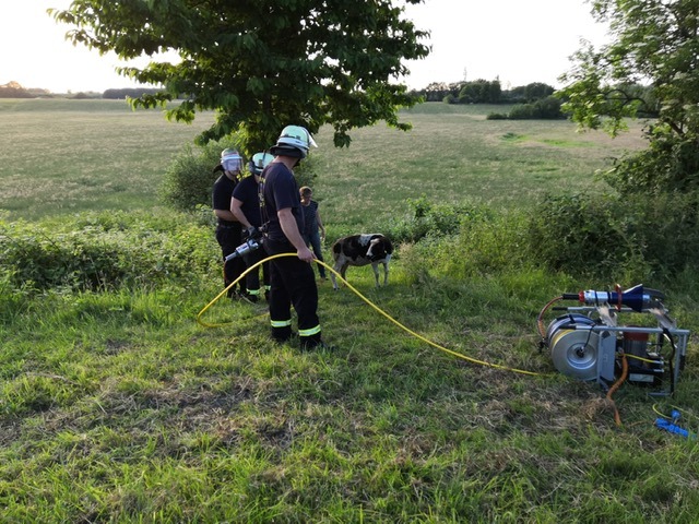 FW-D: Schaf verfängt sich mit Bein in Astgabel - Jugendfeuerwehr befreit das Tier aus seiner Zwangslage