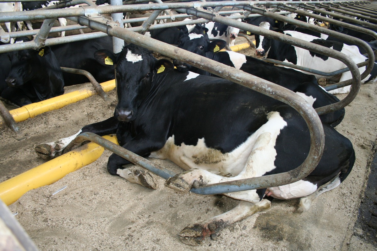 Kuh-Kompass sorgt für Tierwohl