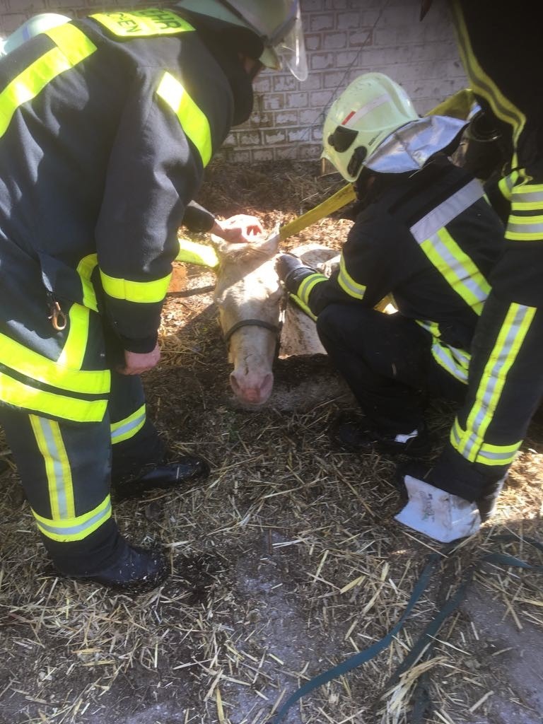 FW-GE: Komplizierte Tierrettung am Freitag - Pferd in Jauchegrube gestürzt