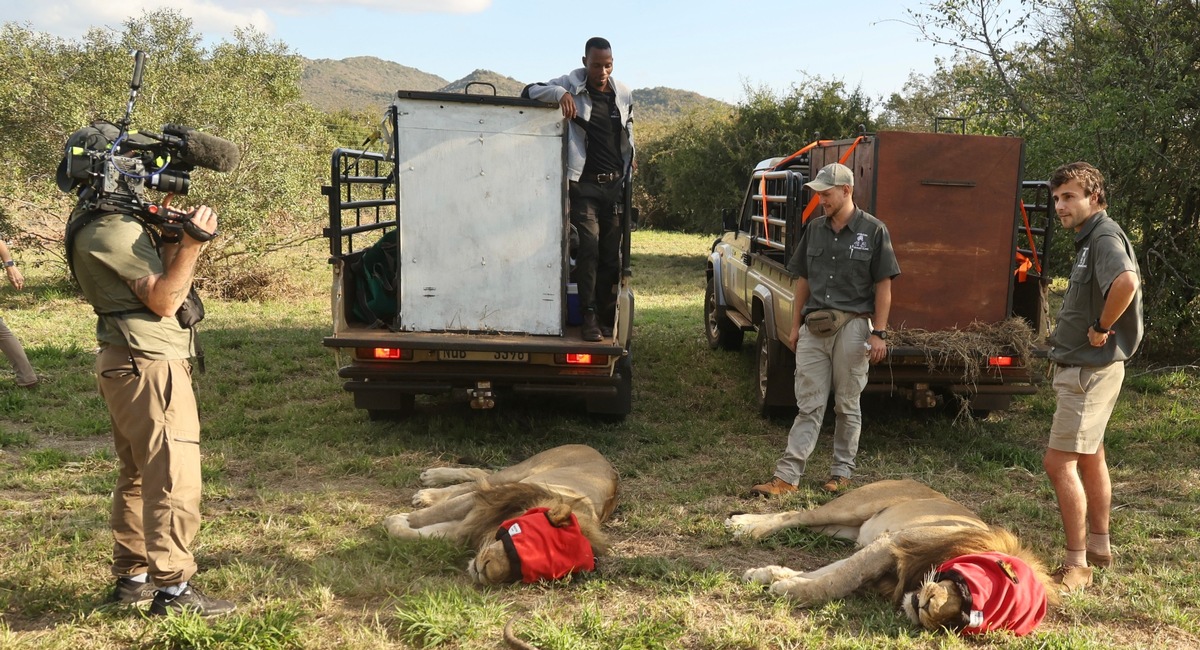 Thanda Safari begrüsst 2 Könige - 20 Jahre Wildtierschutz: Löwenpopulation weiter gestärkt