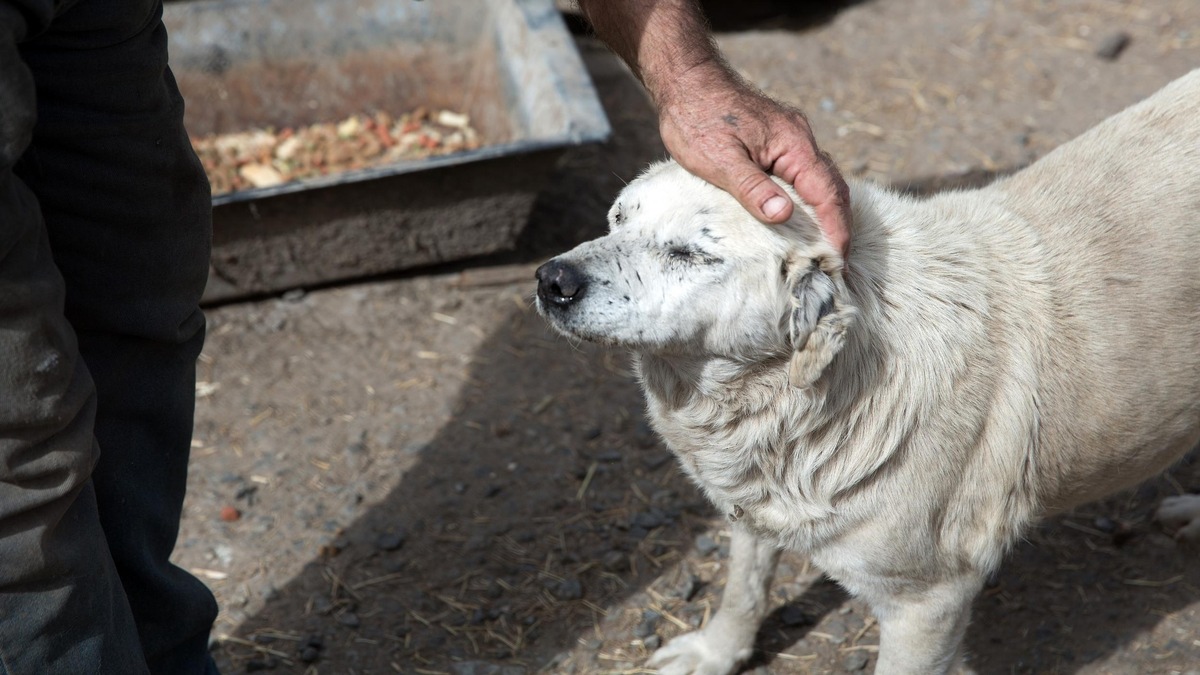 Une enquête en Ukraine montre que l&#039;aide aux animaux est plus que jamais nécessaire