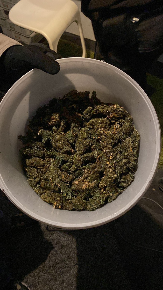 ZOLL-E: Zollfahndung Essen hebt Indoor-Cannabisplantage aus - 180 Cannabispflanzen, 1 kg Marihuana und gestohlene Bienenstöcke sichergestellt - 1 Person vorläufig festgenommen