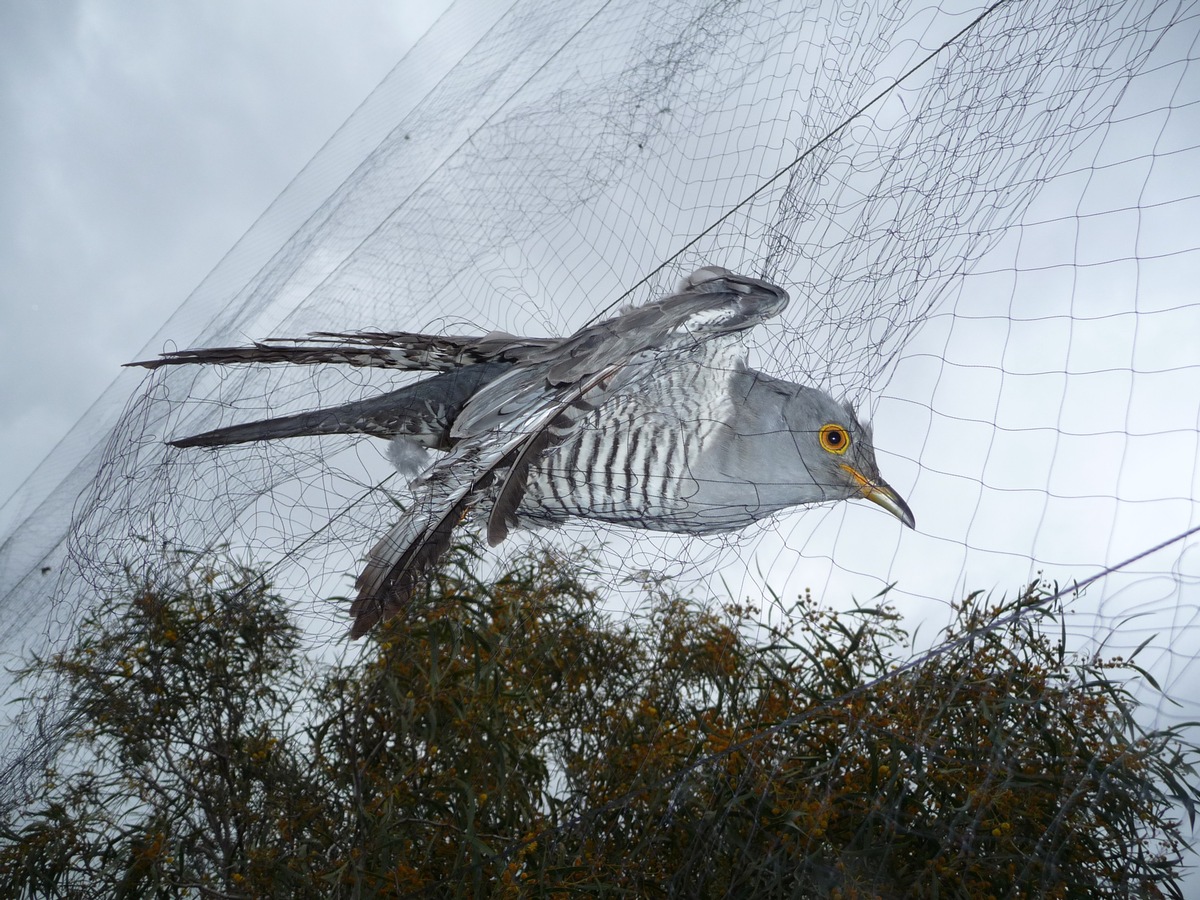 Am Montag beginnt in Südeuropa die Jagd auf Zugvögel / Millionen Singvögeln droht Ende im Kochtopf (FOTO)