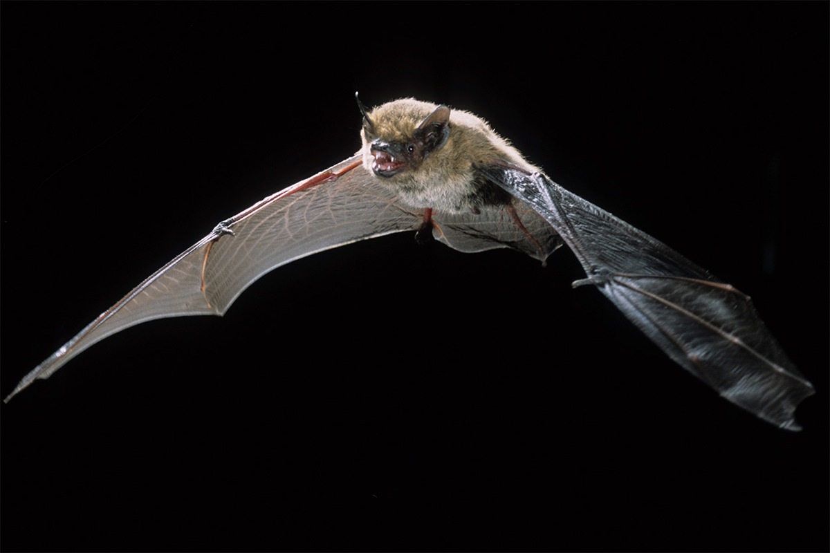 Pressemitteilung / Heinz Sielmann Stiftung - Raritätenfund in der Schwäbischen Alb: Extrem seltene Fledermaus nachgewiesen