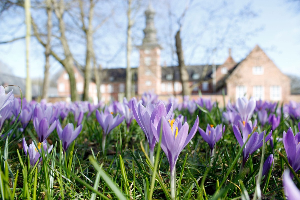 Husum / Nordsee: Frühling lässt sein lila Band….