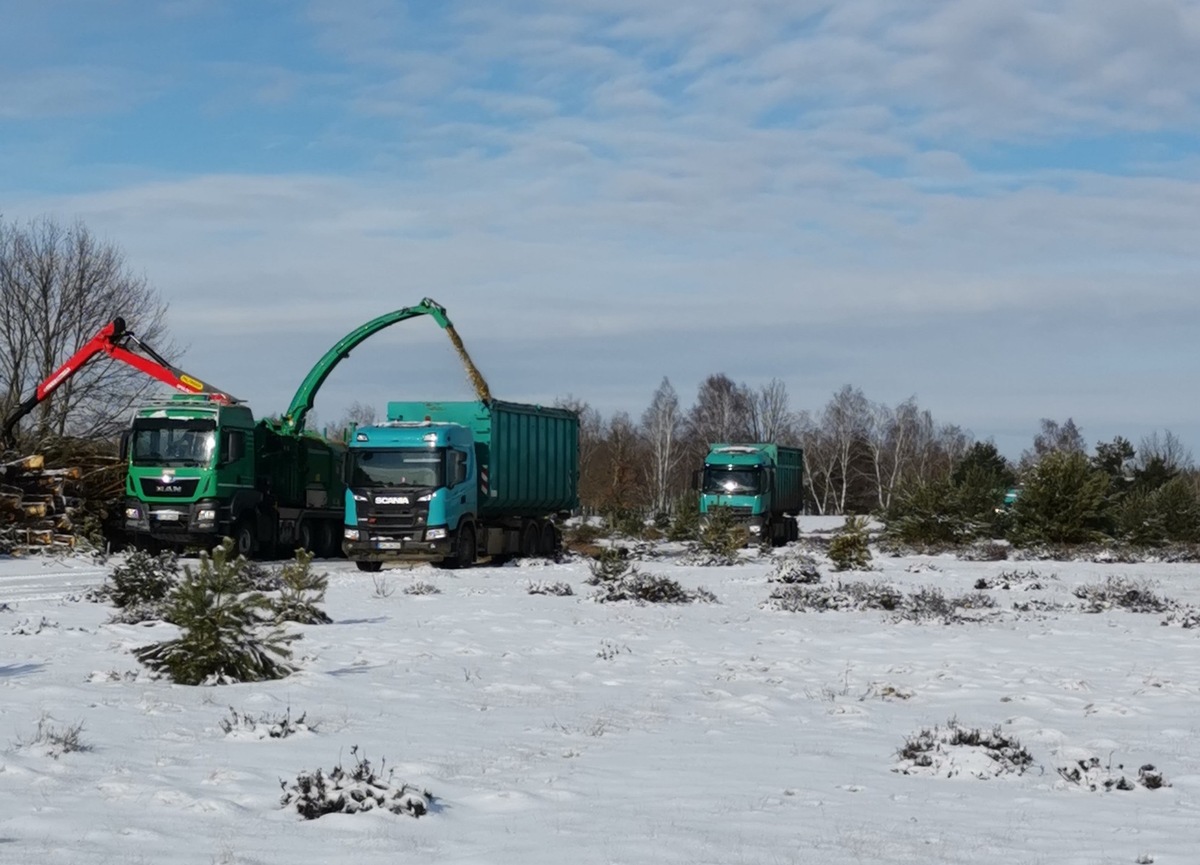 DBU-Naturerbe beauftragt Landschaftspflege durch Holzeinschlag auf der DBU-Naturerbefläche Prösa