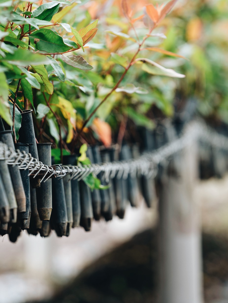 Die Welt mit einem Baum retten / InitiativeTree geht mit innovativen Baumpflanzprogramm an den Start