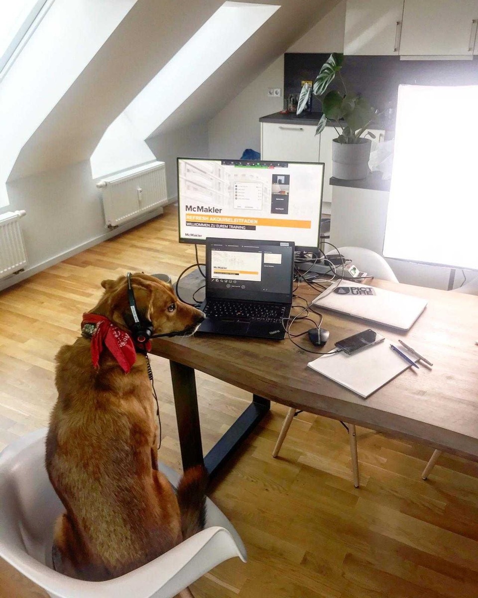 Auf Den Hund Gekommen Was Mieter Beachten Mussen Presseportal