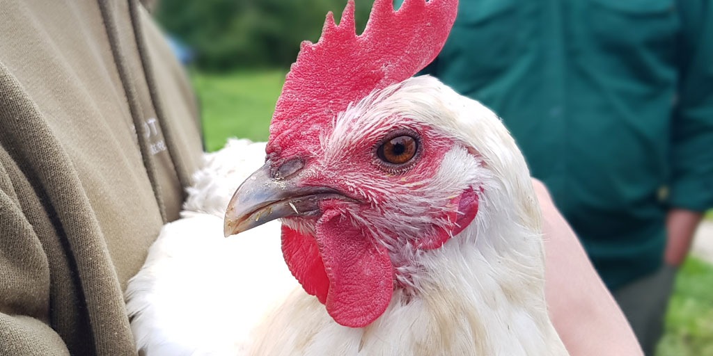 Fleisch und Eier von Zweinutzungshühnern schmeckt besser