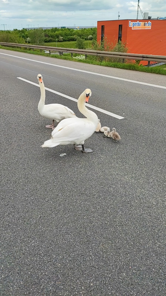 API-TH: Schwanenfamilie löst Verkehrsunfall auf der A 71 bei Erfurt aus!