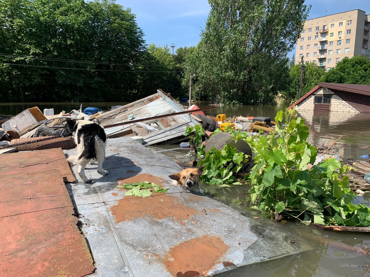 Fotos von Rettungsaktion: PETA und Animal Rescue Kharkiv bergen Menschen und Tiere in Cherson mit Booten aus überfluteten Orten