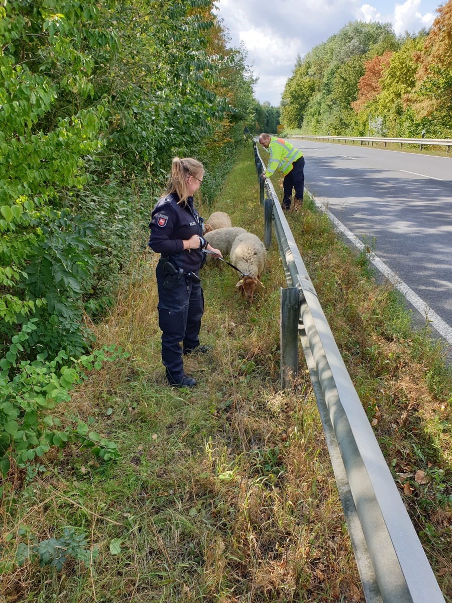 POL-NOM: Bad Gandersheim - Schafejagd auf der B 64