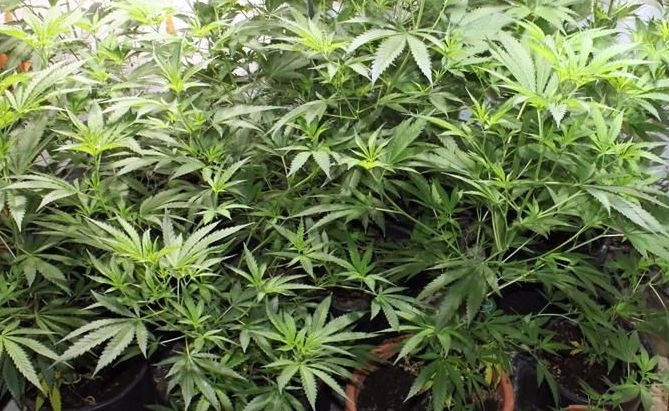 POL-PDNW: Nach Wohnungseinbruch stellt die Polizei eine Cannabisaufzuchtanlage in Ebertsheim sicher