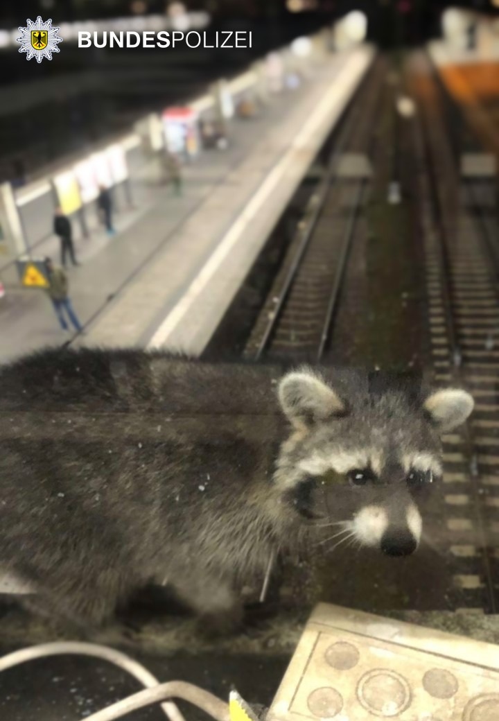 BPOLI-KA: Waschbär am Hauptbahnhof