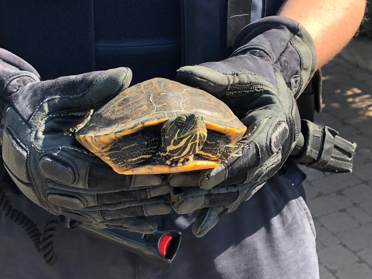 POL-PDLD: Großfischlingen - Wasserschildkröte auf Wanderschaft