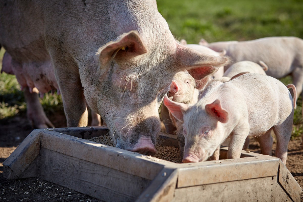 Tönnies Forschung: Förderprogramm 2024 veröffentlicht / Neben Tierwohl verstärkt auch Nachhaltigkeit im Fokus