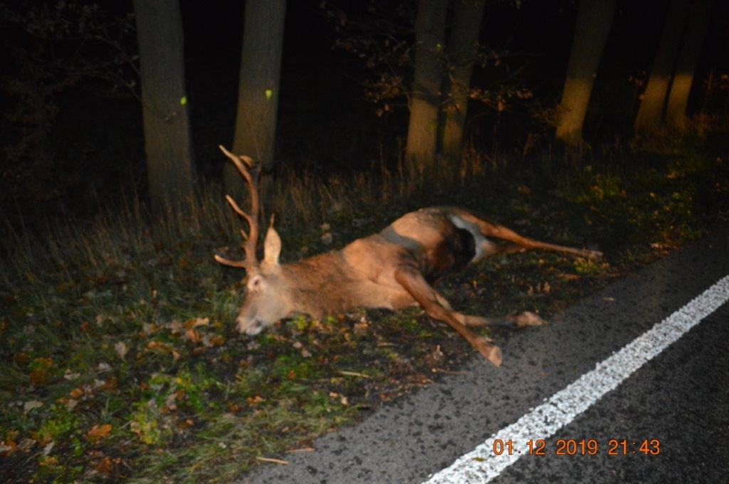 POL-WES: Kreis Wesel - Warnung Wildwechsel / Auto stieß in Schermbeck mit Hirsch zusammen / Zwei Frauen hatten Glück im Unglück