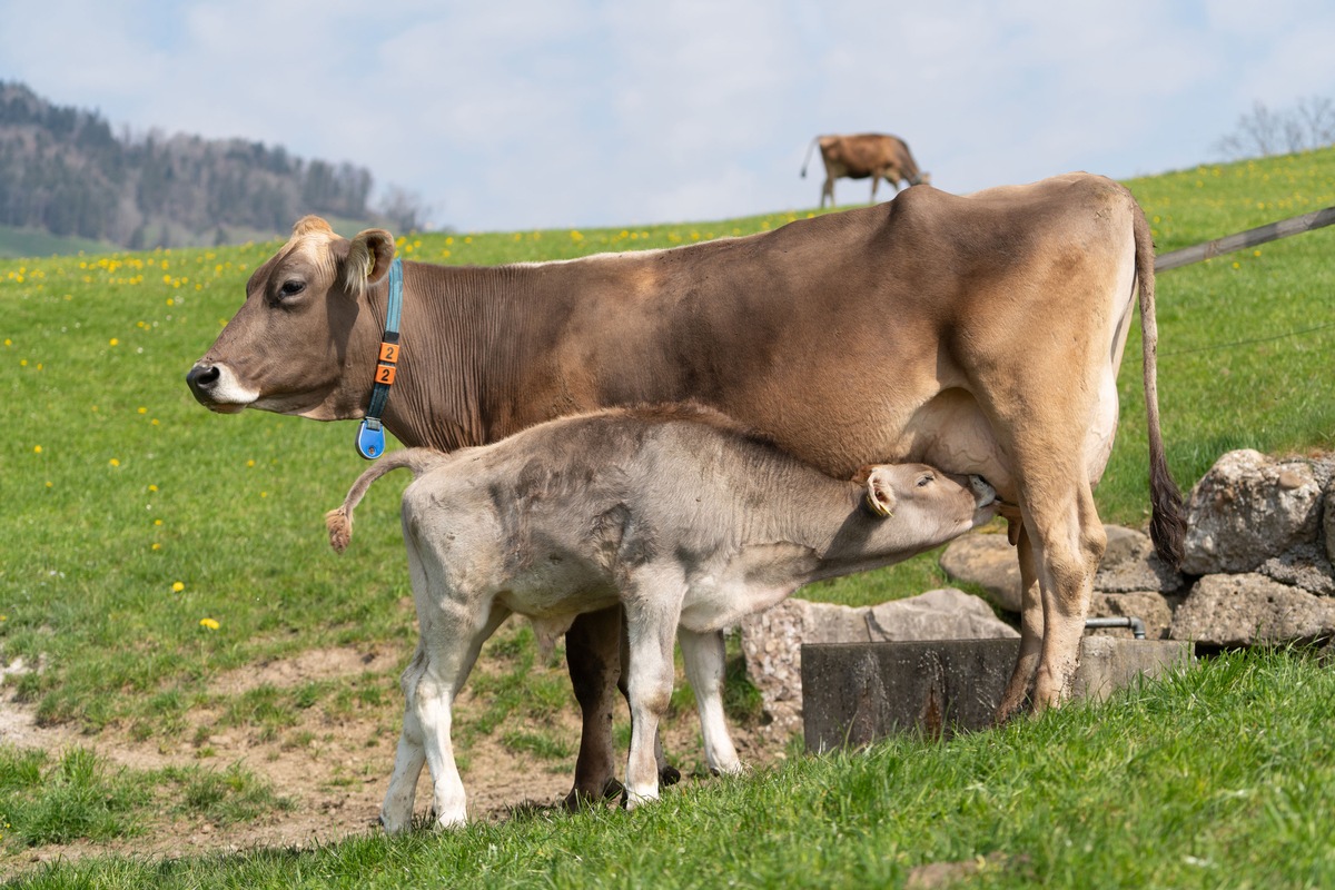 Happy End für die Milchkuh