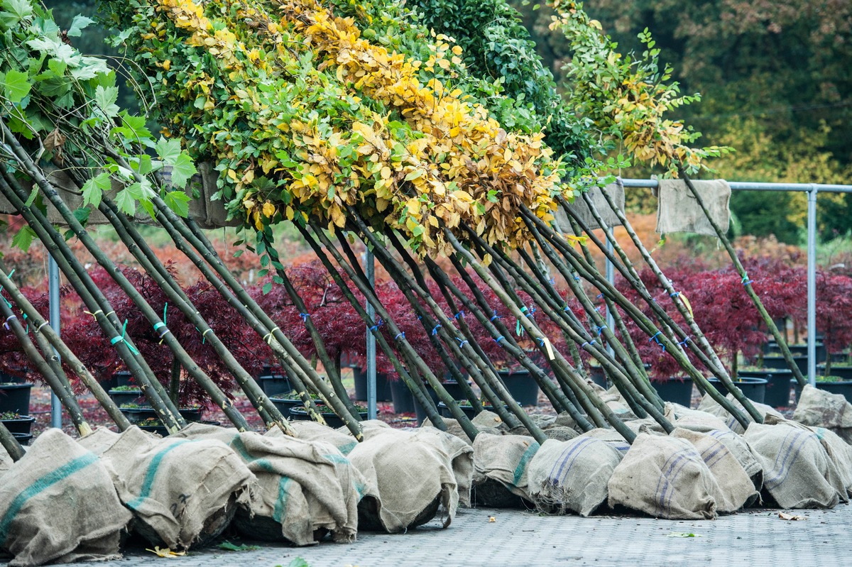 Deutsche Baumschulwirtschaft: Gehölze werden knapp