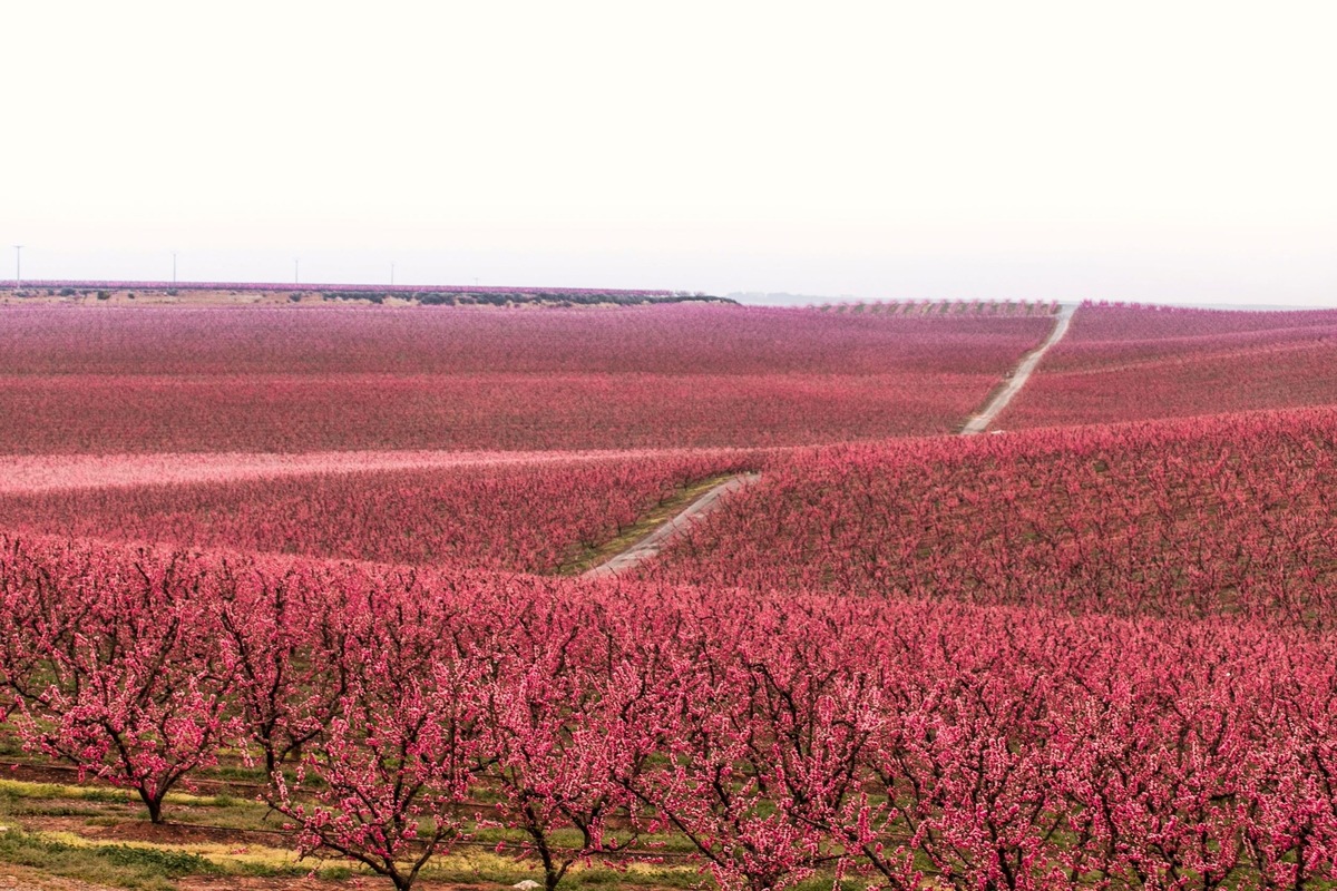 Pressemeldung: Wenn die Natur zum Leben erwacht - Die Magie der katalanischen Frühlingsblüte