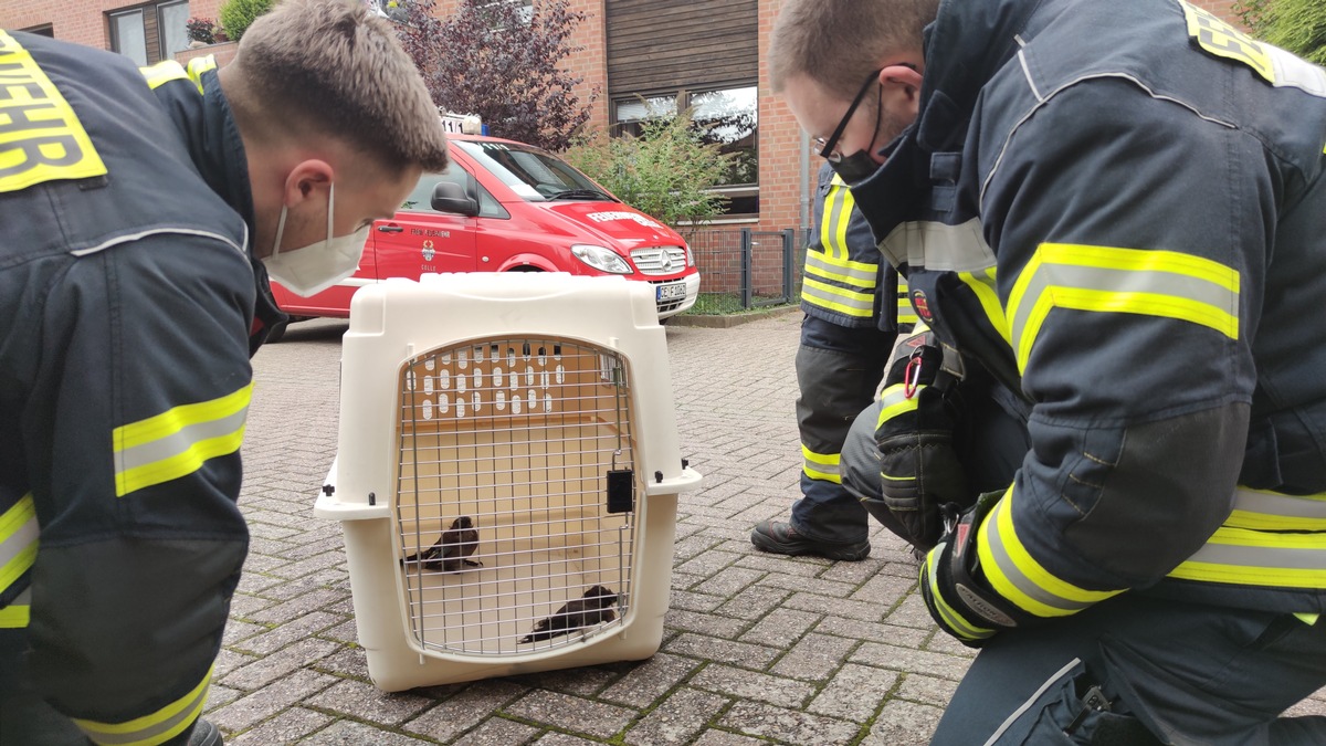 FW Celle: Celler Feuerwehr rettet zwei Vögel aus Schornstein