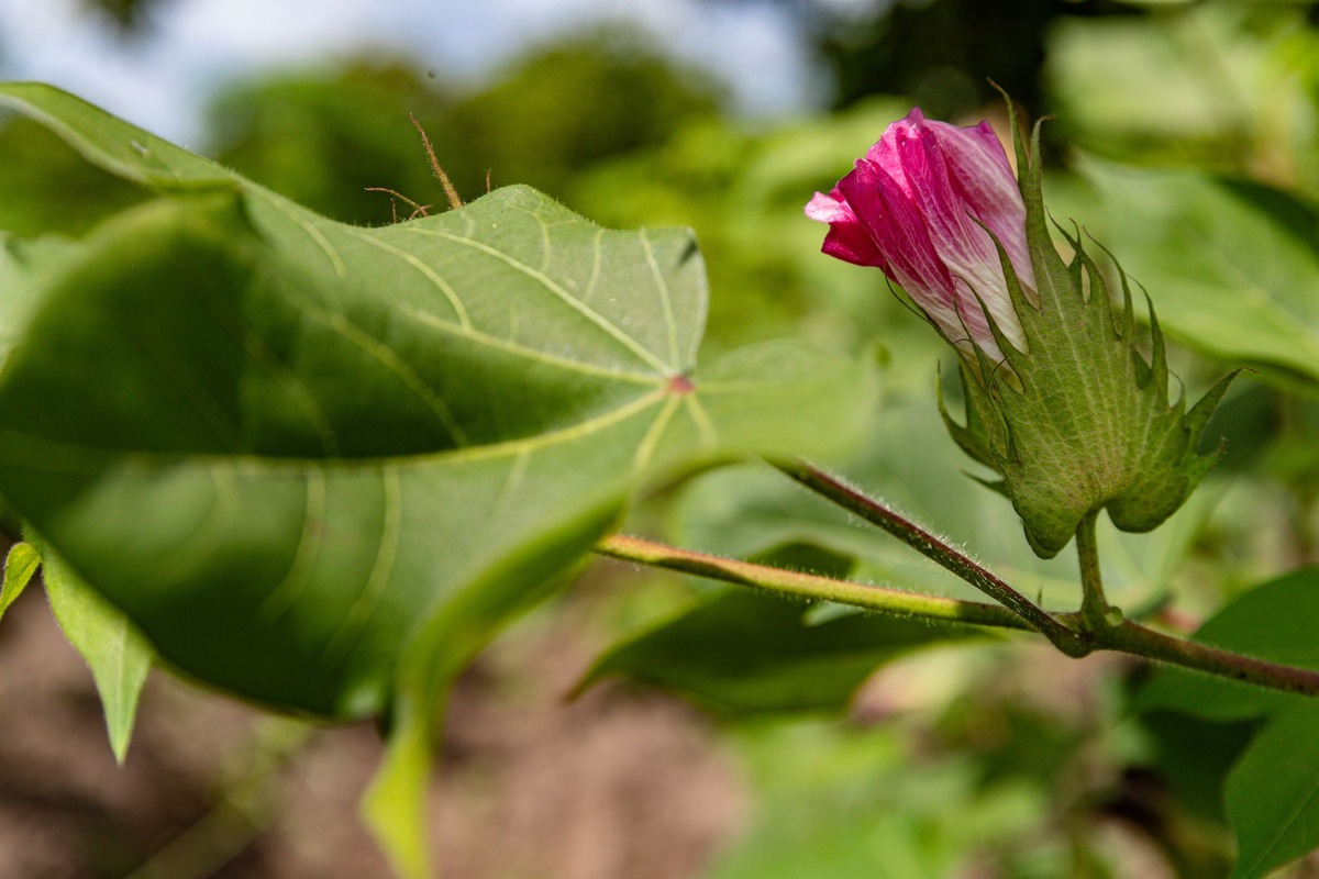 PR AbTF: Cotton made in Africa Supports the Development of West African Textile Production in Benin