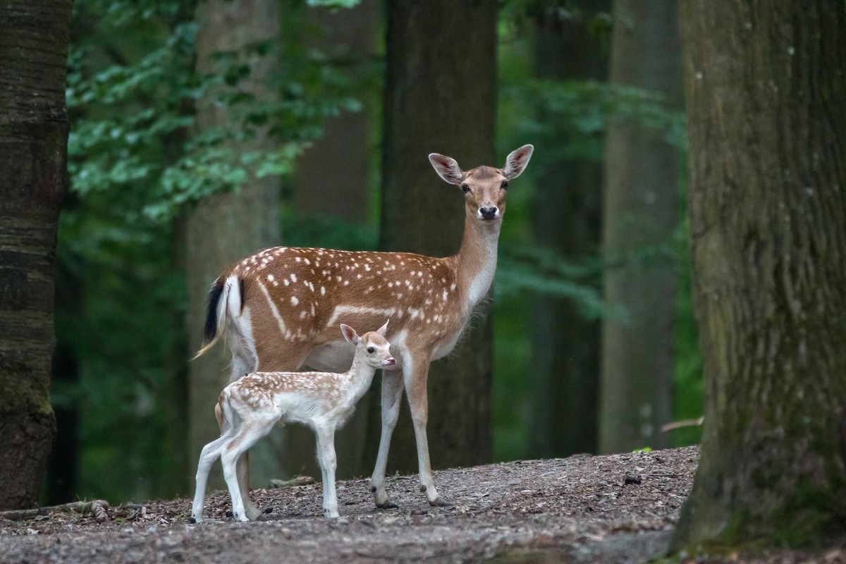 Die Kinderstube der Tiere im Wildparadies Tripsdrill