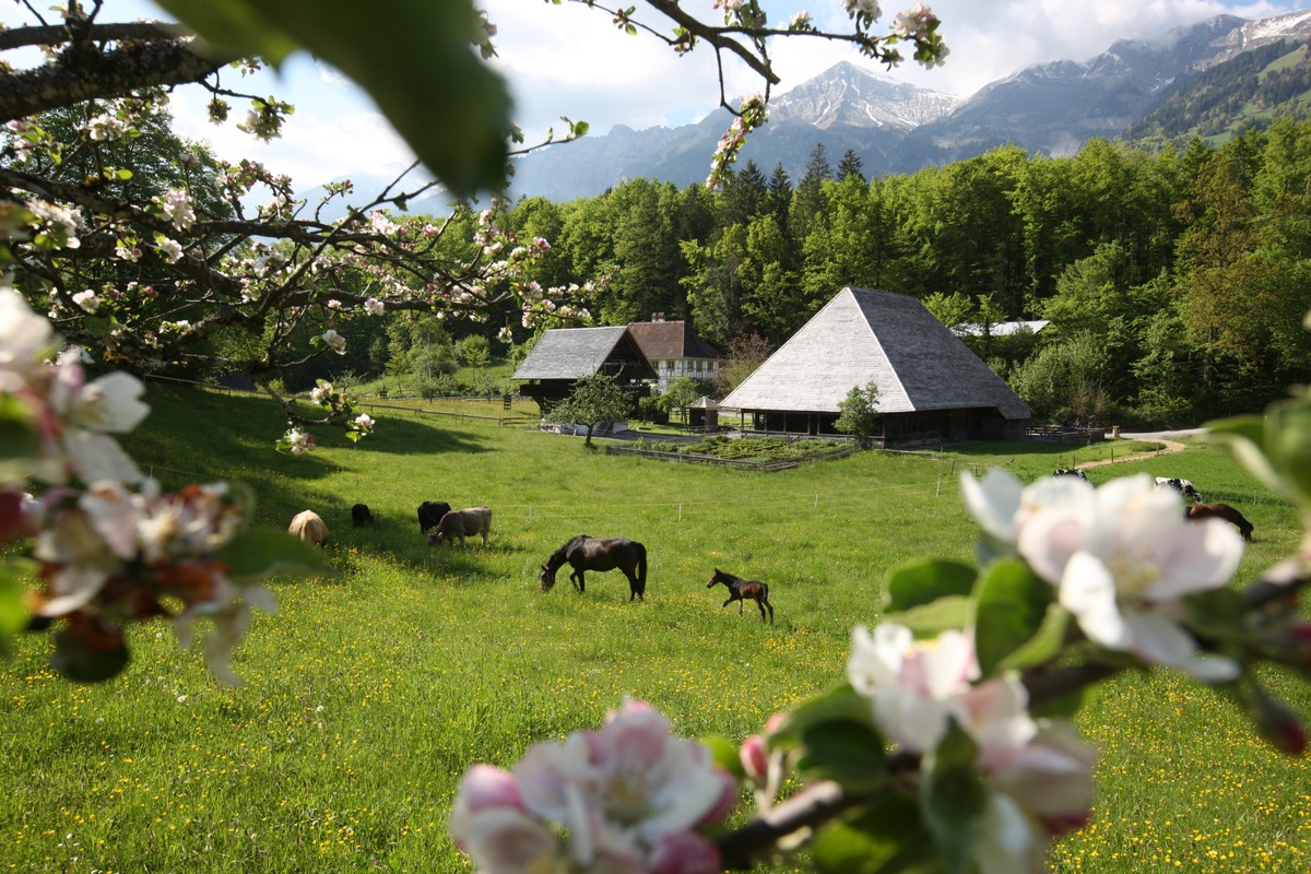 Retour vers le passé: le Musée suisse en plein air Ballenberg ouvre ses portes le 11 avril 24. Cette année, le thème &quot;Voyages à travers le monde&quot; invite à découverte de récits de départ et d&#039;arrivée.