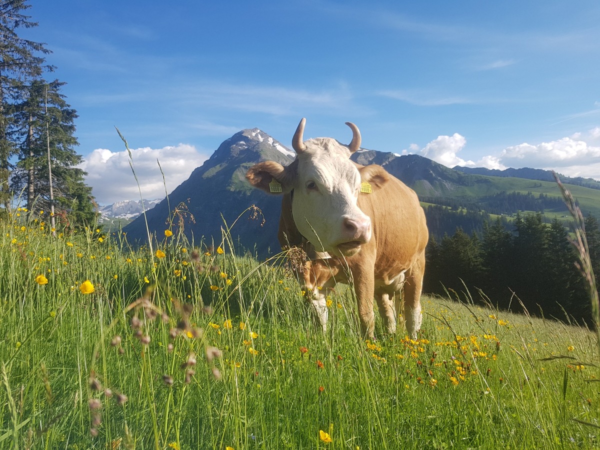 Die Zweinutzungskuh ist wirtschaftlich interessant