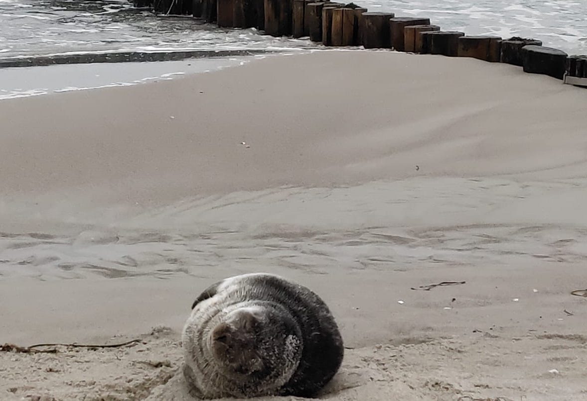 POL-HST: Kegelrobbe am Zingster Ostseestrand entdeckt