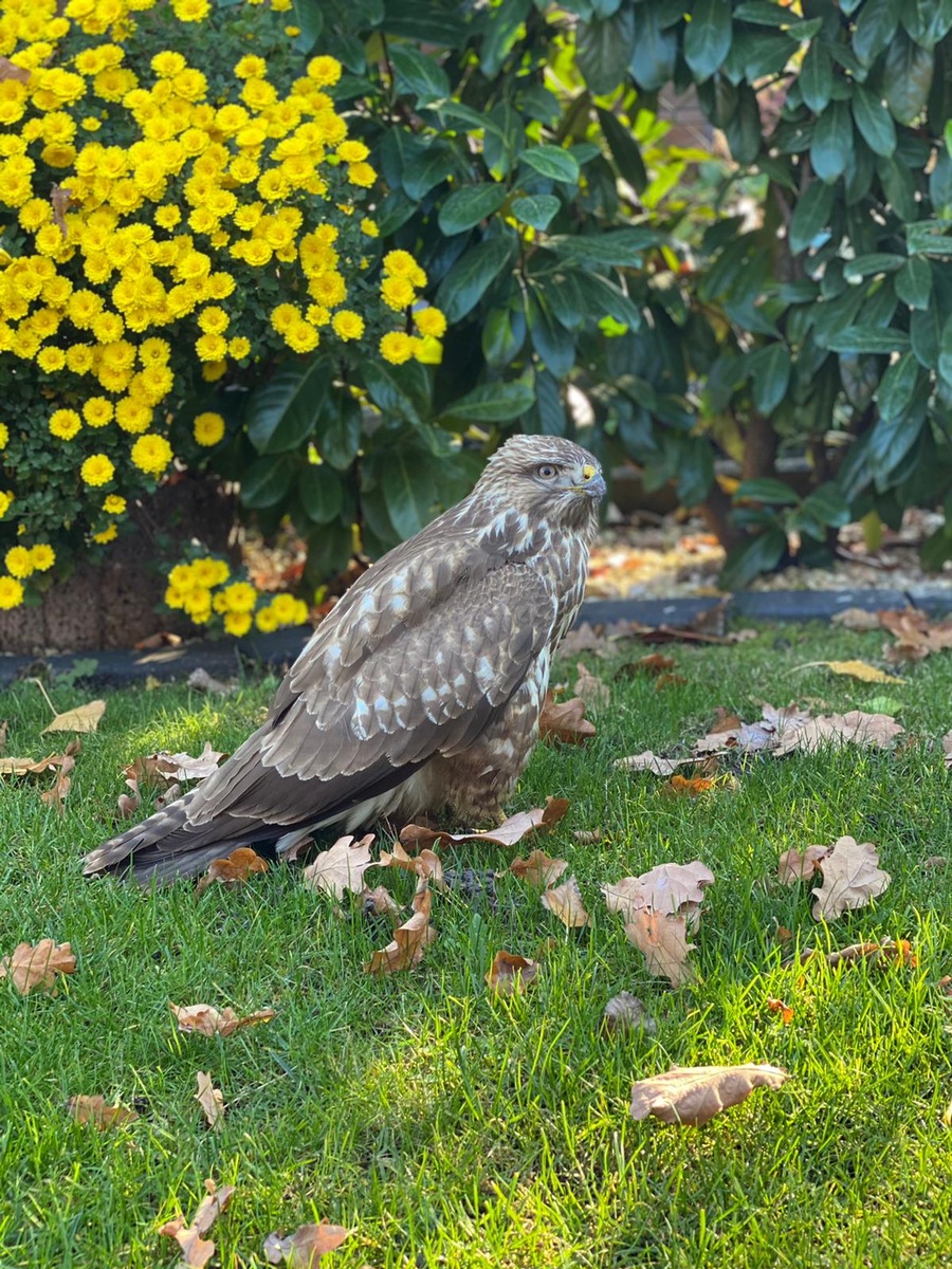 POL-KA: (KA) Linkenheim-Hochstetten - Verletzter Greifvogel aufgefunden