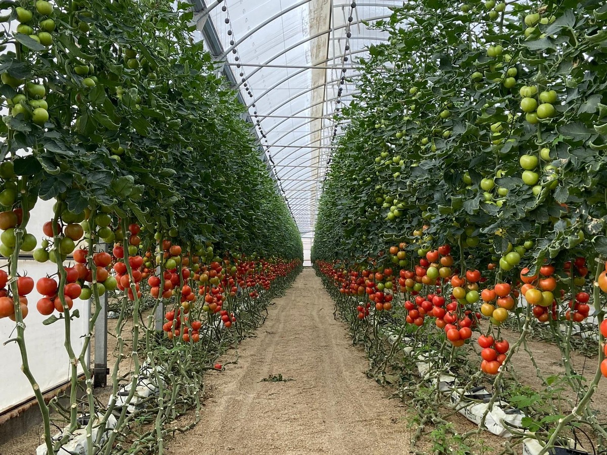 Start der Saison 22/23 in den Solargewächshäusern Südeuropas