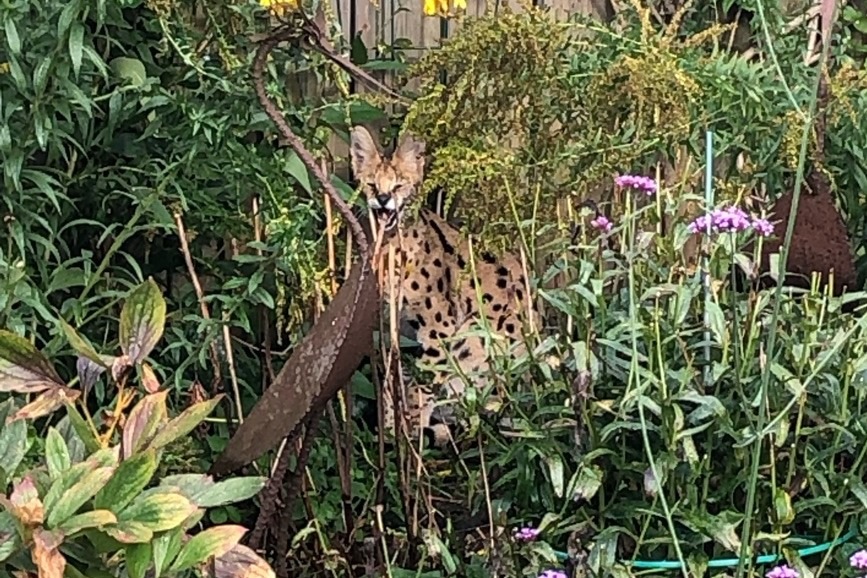 POL-BOR: Stadtlohn - Halter eines Serval gesucht