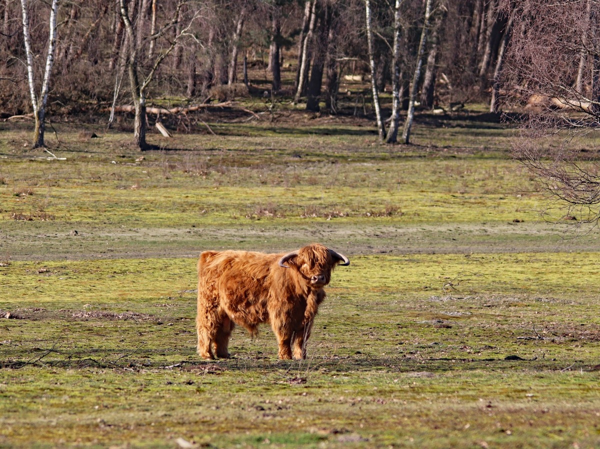 DBU-Naturerbefläche Borken: Naturschutzfahrplan für die kommenden zehn Jahre steht