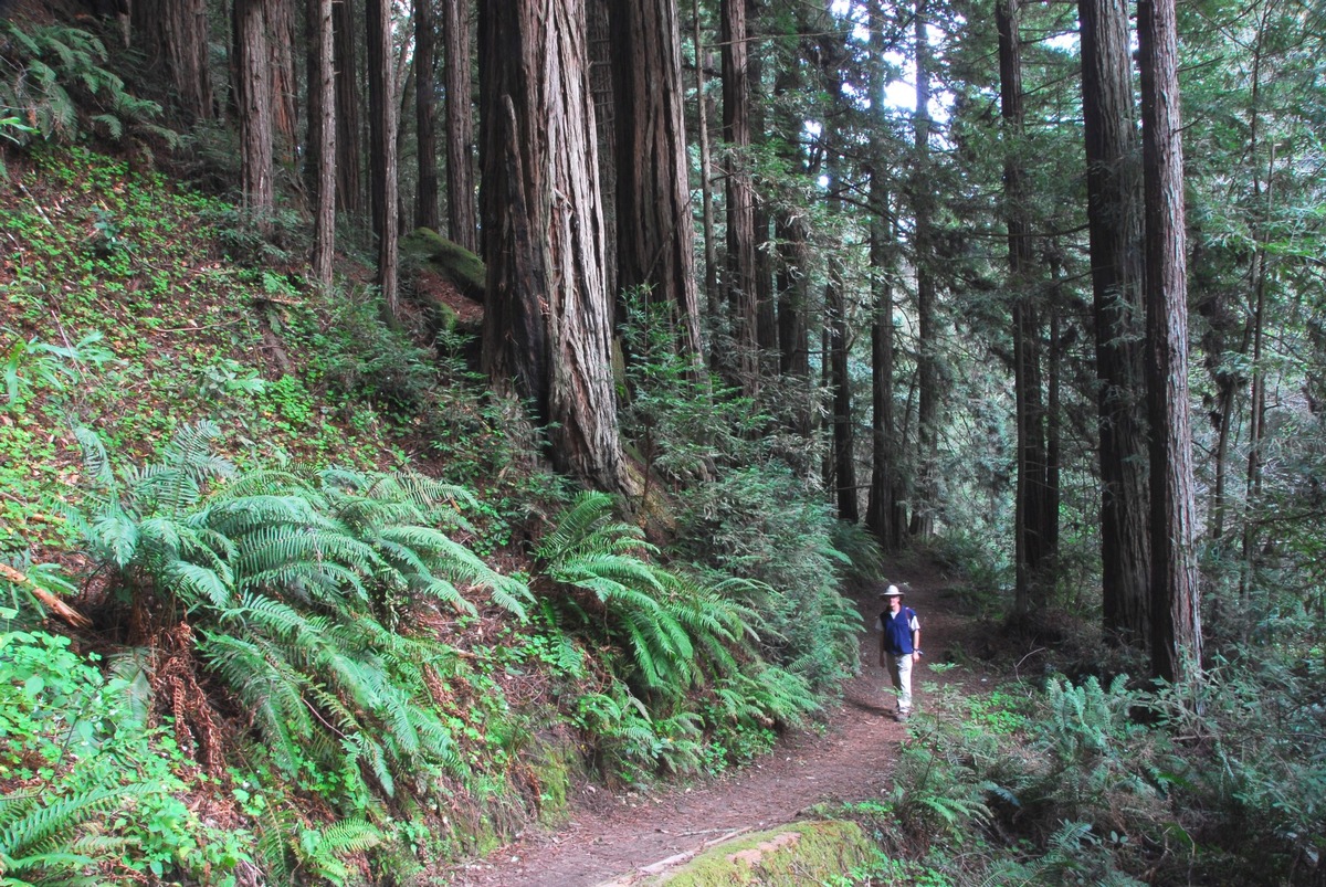 Santa Cruz County: Im Schatten der Mammutbäume