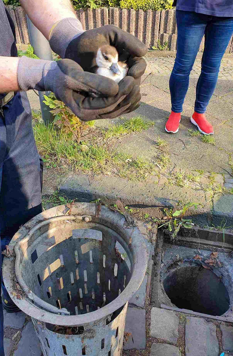 FW-BO: Küken aus Gully gerettet - Ostereinsatz mit Happy End