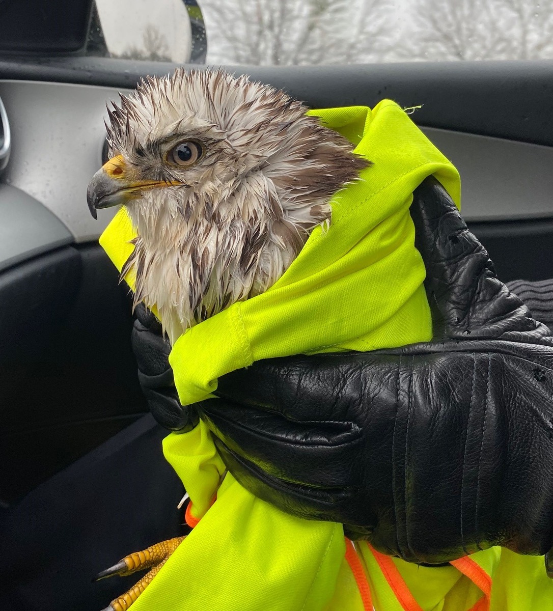 POL-ROW: Bussard muss aufgepäppelt werden