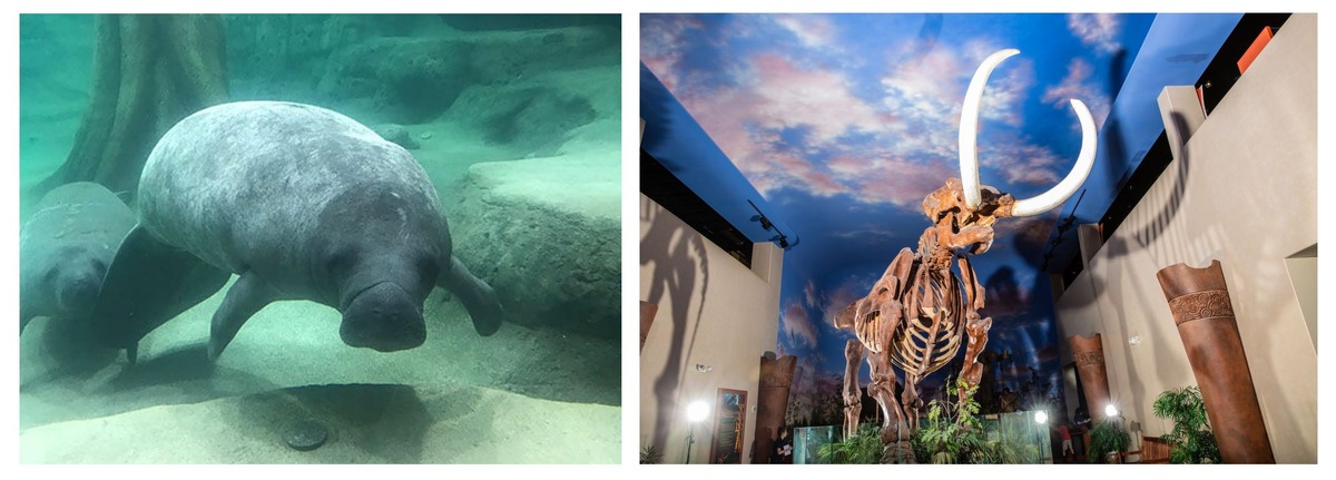 The Bishop Museum: Zeitreisen, Sternenkunde und Manatee Yoga an Floridas Golfküste