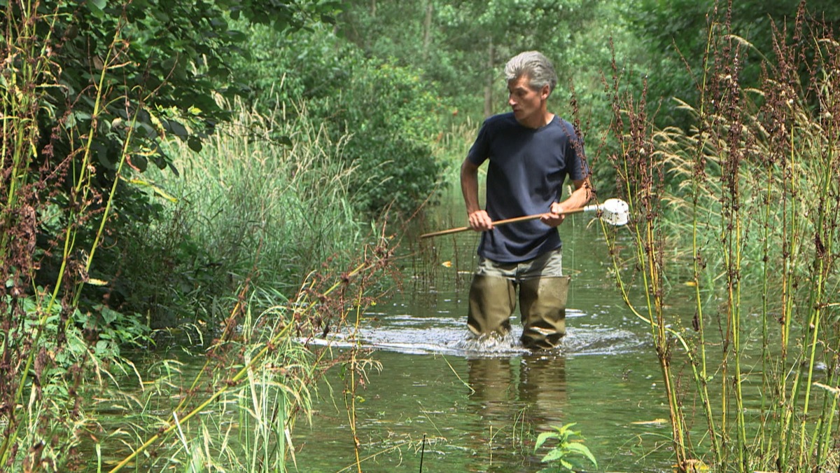 ZDF-Umwelt-Reihe &quot;planet e.&quot;: Exotische Mücken können auch in Deutschland gefährliche Tropenkrankheiten übertragen (FOTO)