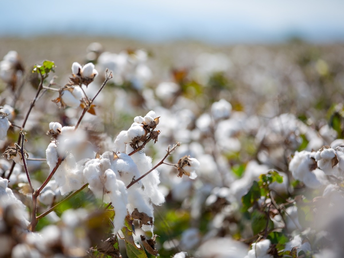 Die EUCOTTON-Initiative: So setzt der europäische Baumwollsektor die Weichen in Richtung Rückverfolgbarkeit in der Mode