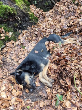 POL-FL: Karlum: Polizei sucht Zeugen – stark geschwächter, hilfloser Hund im Karlumer Forst aufgefunden